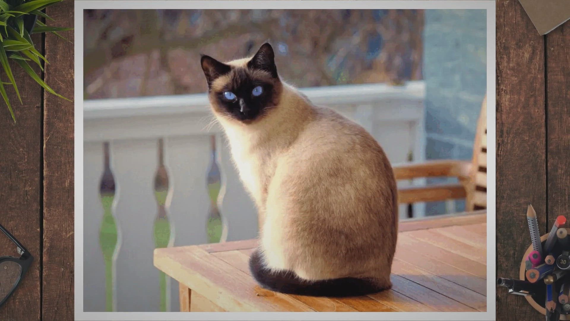 Video thumbnail for The Different Types of Cat Breeds and Their Characteristics -