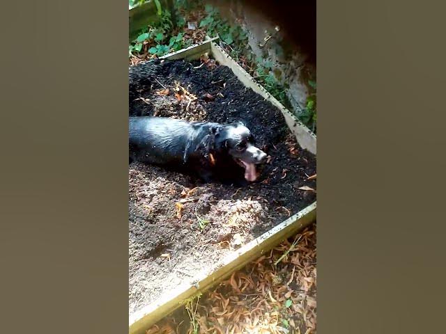 Video thumbnail for Cocker spaniel gardening