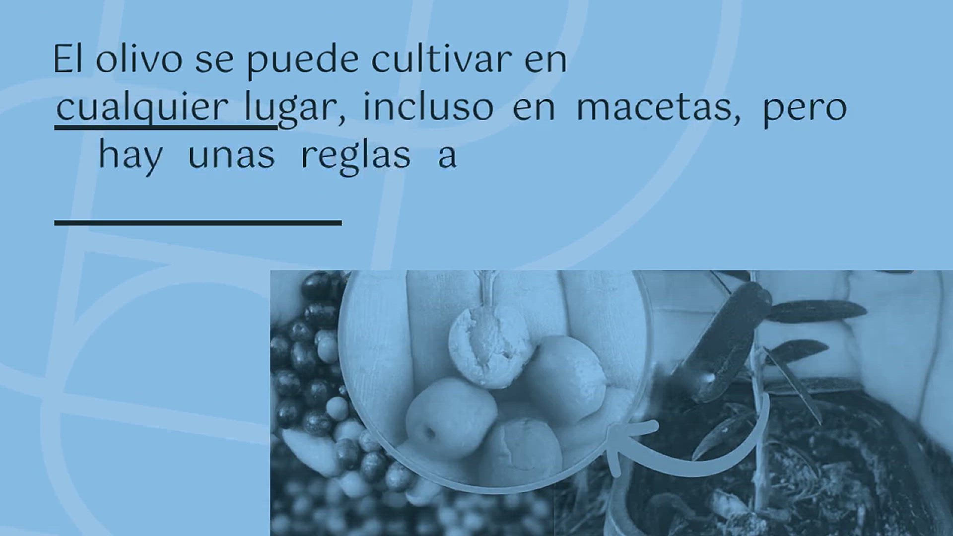 Video thumbnail for Olivo en maceta, aquí tienes la técnica para cultivarlo en su mejor momento: fuerte y frondosa