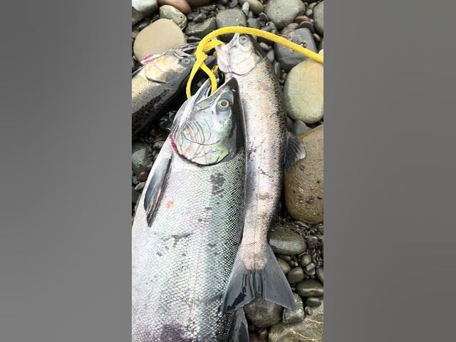 Video thumbnail for Fast action on the river for fall salmon this morning! Kept a few jack’s that kept whacking my eggs!