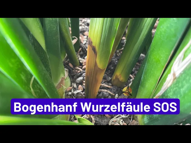 'Video thumbnail for Bogenhanf vor Wurzelfäule retten'