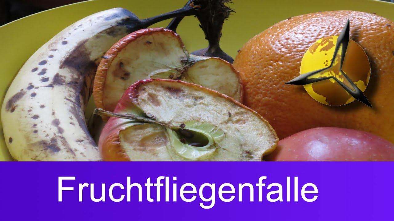 'Video thumbnail for Fruchtfliegen bekämpfen: Falle für Obstfliegen bauen'