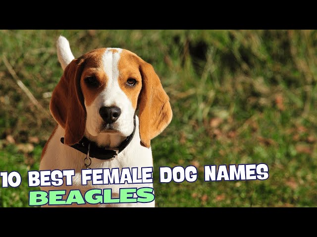 Beagle Names 10 Best Female Beagle Dog Names🐾 | Open Video