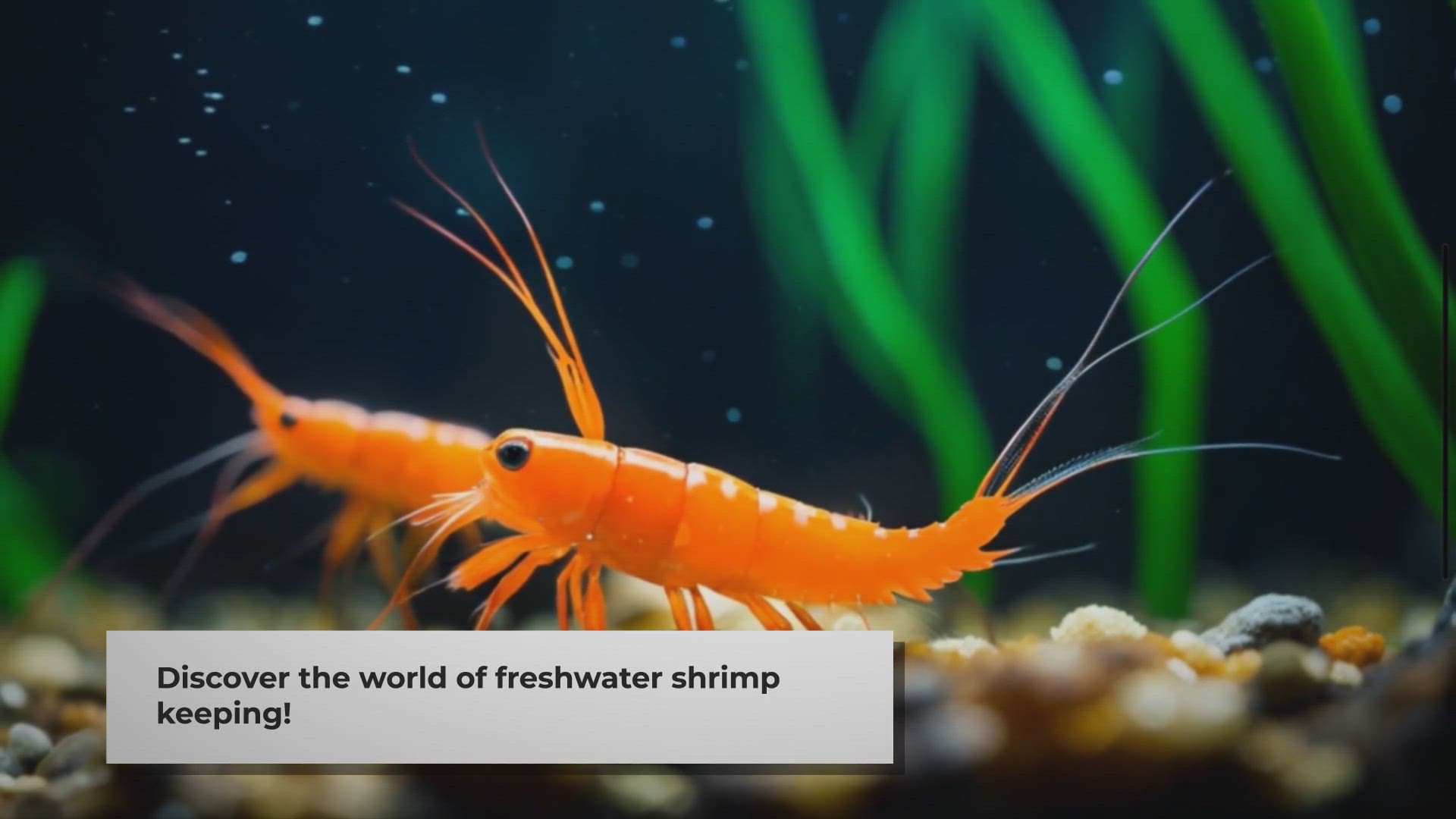 Video thumbnail for top-10-aquarium-shrimp-in-the-USA