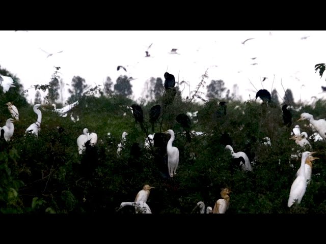 Video thumbnail for សកម្មភាពសត្វស្លាប វិលត្រឡបមកដេកនៅសំបុករបស់វា