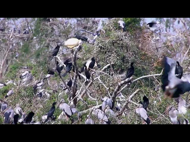 Video thumbnail for Amazing of Lake - Nature's Spectacle: Birds Catching Fish on the Lake
