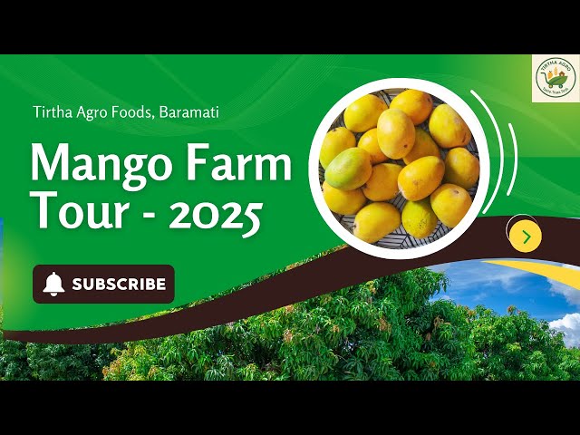 Video thumbnail for Kesar Mango Farm Walk 2025 | Tirtha Agro | Farm to Home #tirthaagro #mango #kesarmango #summer