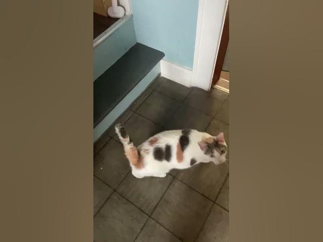 Video thumbnail for Foo foo gets treat reinforcement for the brush...