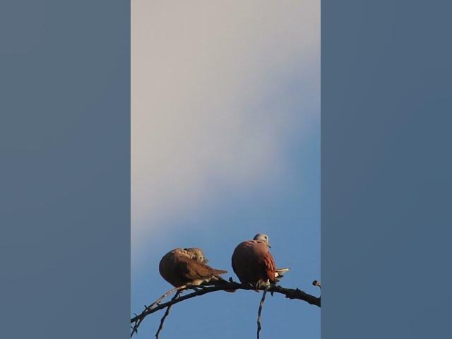 'Video thumbnail for Female & Male  Dove Love ep.0005  #birds #nature #nest #birdnest #birdslover #birdeggs'