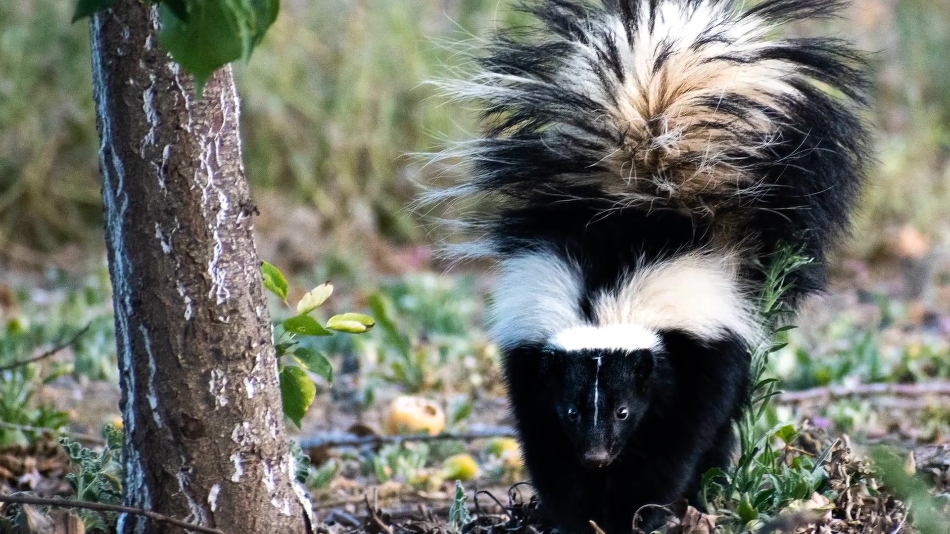Video thumbnail for How to Remove Skunks from Your Yard: Humane and Effective Methods