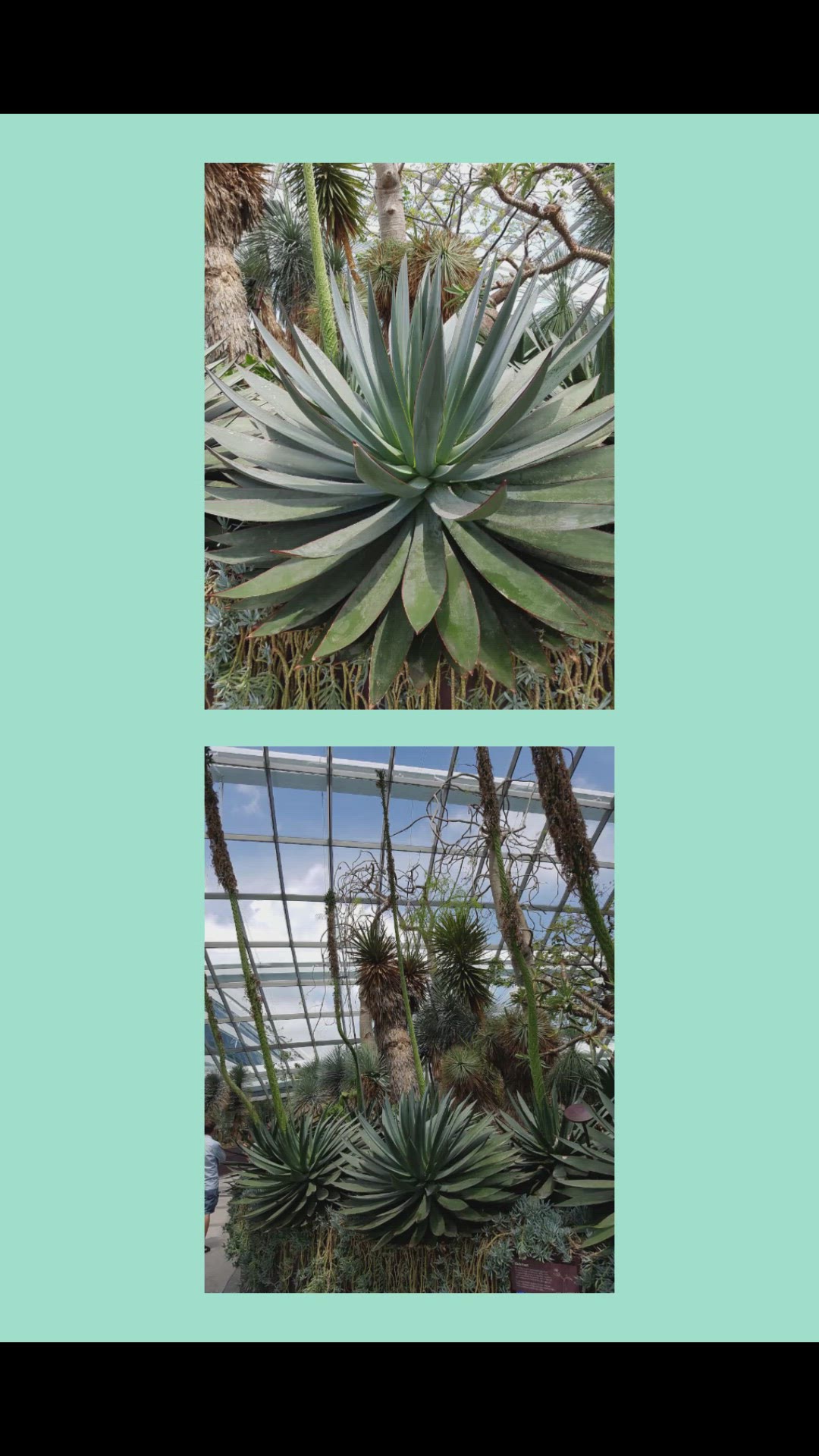 Video thumbnail for Les grandes serres de Singapour - 2