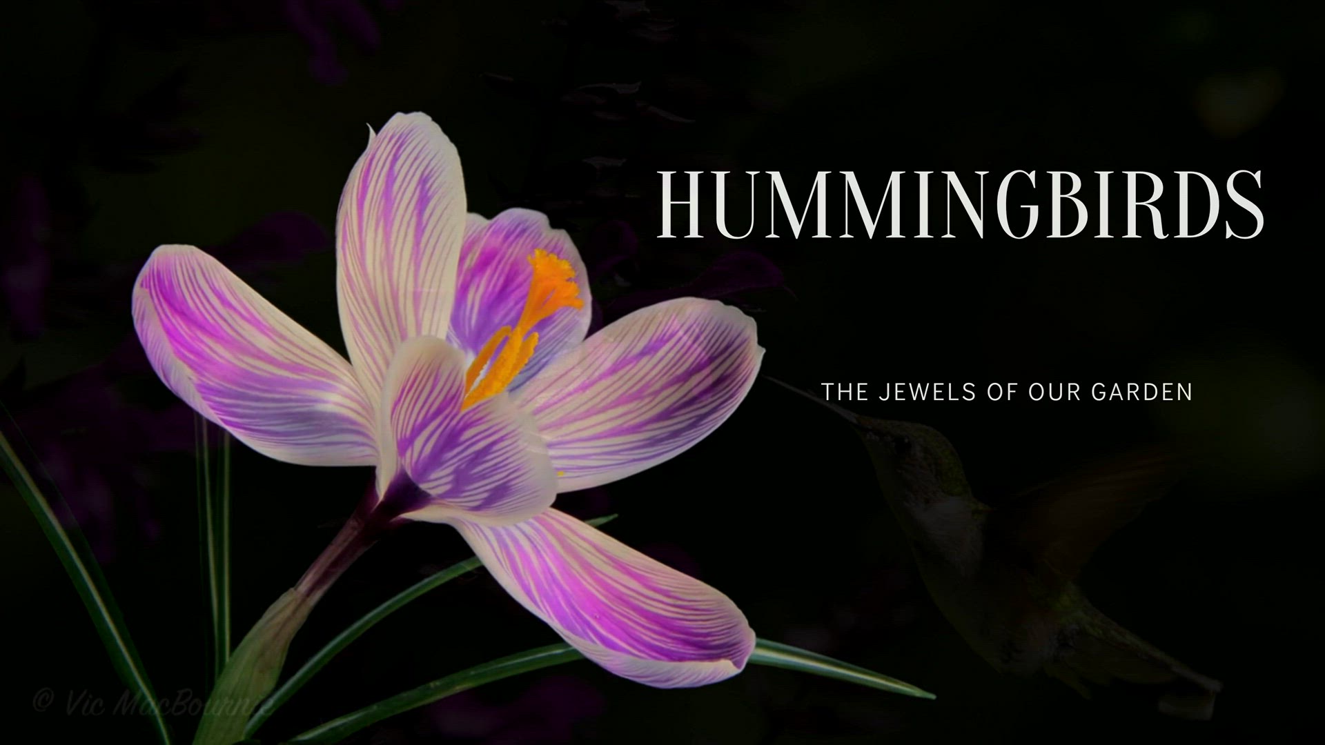 'Video thumbnail for Hummingbirds migration'