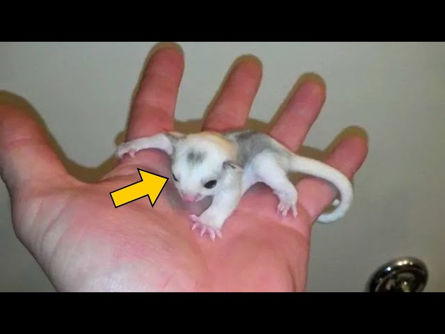 Video thumbnail for Man Finds Weird Creature - Moments Later It Started To Fly