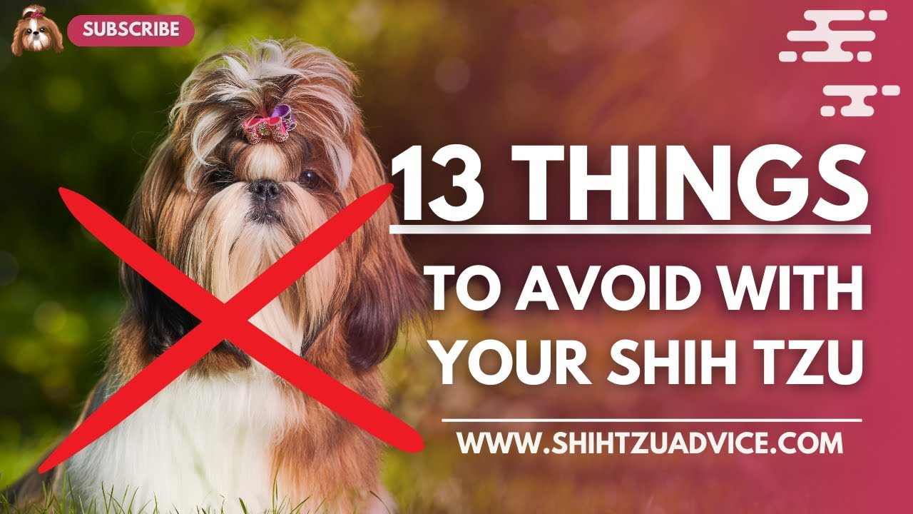 'Video thumbnail for 13 Things You Should Never Do To Your Shih Tzu!'