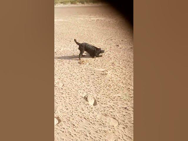 Video thumbnail for Boris the Cocker better than Lionel Messi