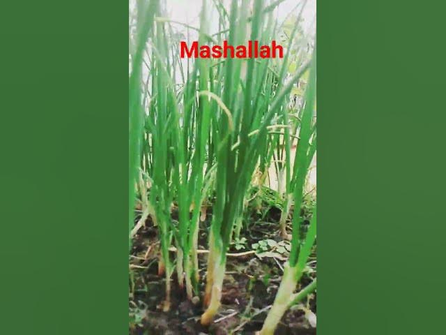 Video thumbnail for Roof garden #shorts #youtubeshort #viral