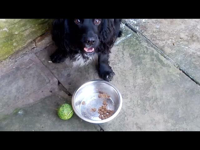 Video thumbnail for Cocker spaniel eating his lunch