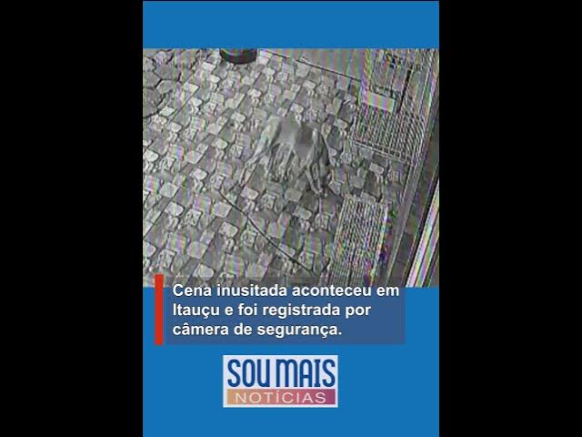 'Video thumbnail for Câmera mostra momento que cadela morde guia de coleira e ‘resgata’ amigo em pet shop em Goiás'