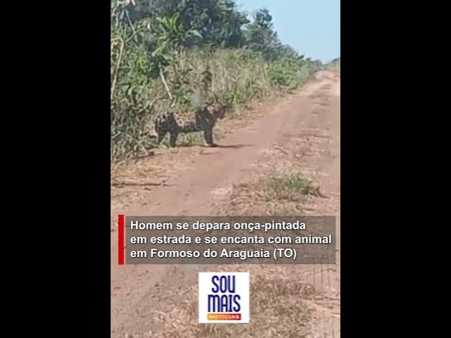 'Video thumbnail for Homem se depara com onça-pintada em estrada e se encanta com animal em Formoso do Araguaia (TO)'
