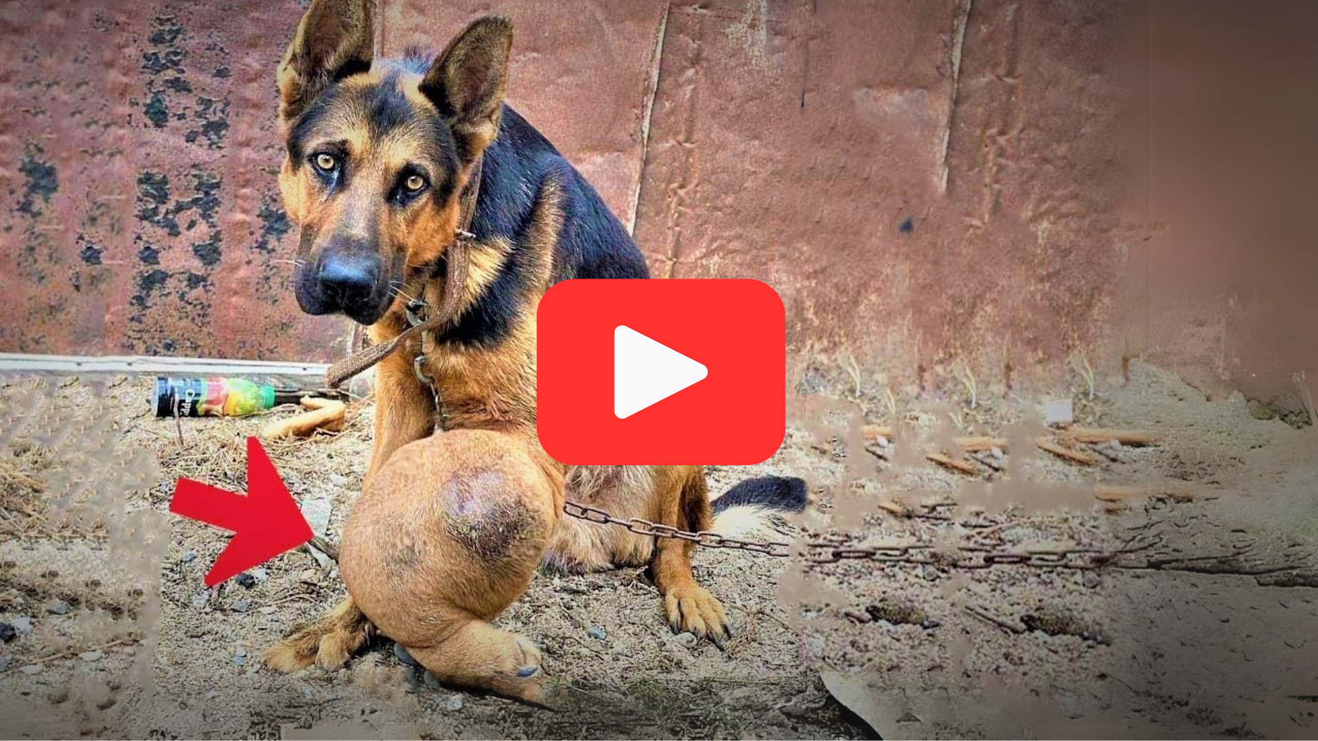 'Video thumbnail for Left Without Food or Water, Elderly Cancer-Stricken Dog Fought to Survive'
