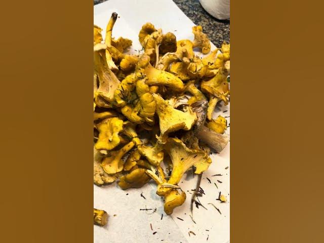 Video thumbnail for Lots of golden chanterelles! I love fall in the PNW! #pnwbestlife