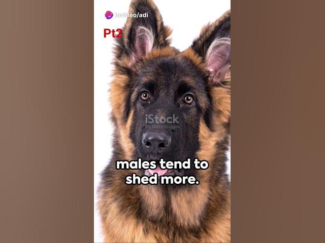 Video thumbnail for 10 differences between a male German Shepherd and a female German Shepherd (pt 2) #germanshepherd