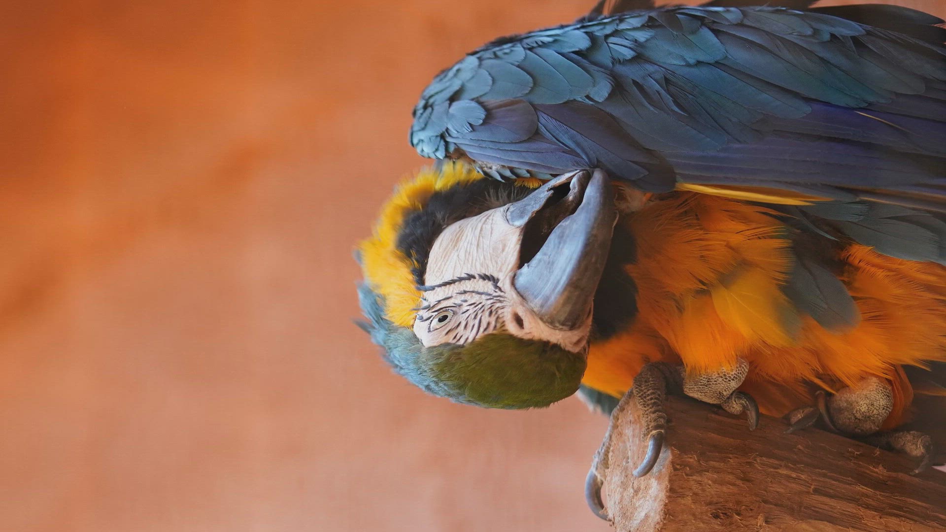 Cockatoo - Description, Habitat, Image, Diet, and Interesting Facts