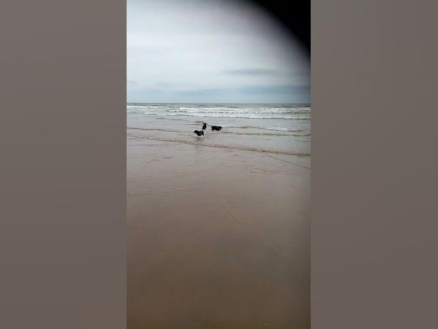 Video thumbnail for Cocker spaniel pack playing on the beach