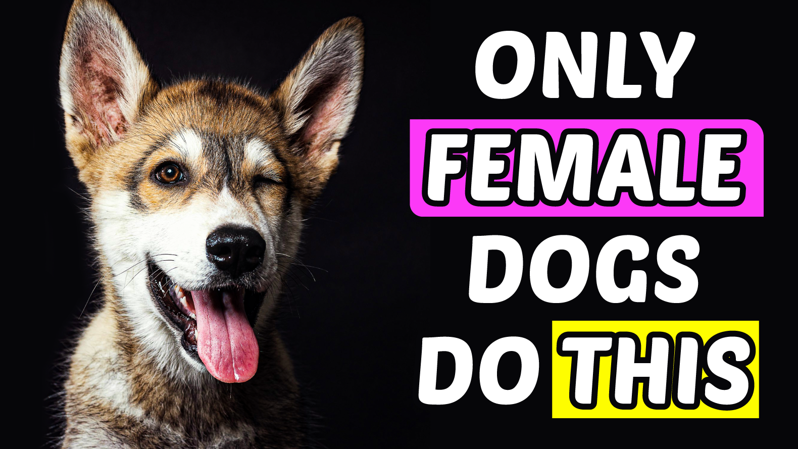 Video thumbnail for Only Female Dogs Do THIS... And The 7th Secret Will Surprise You! 🐾💖