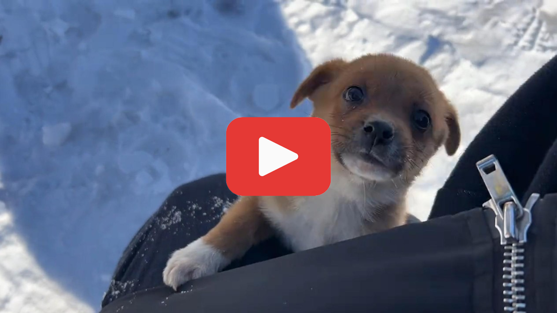 'Video thumbnail for Left to Freeze at -10°C, This Puppy’s Story Will Break You'