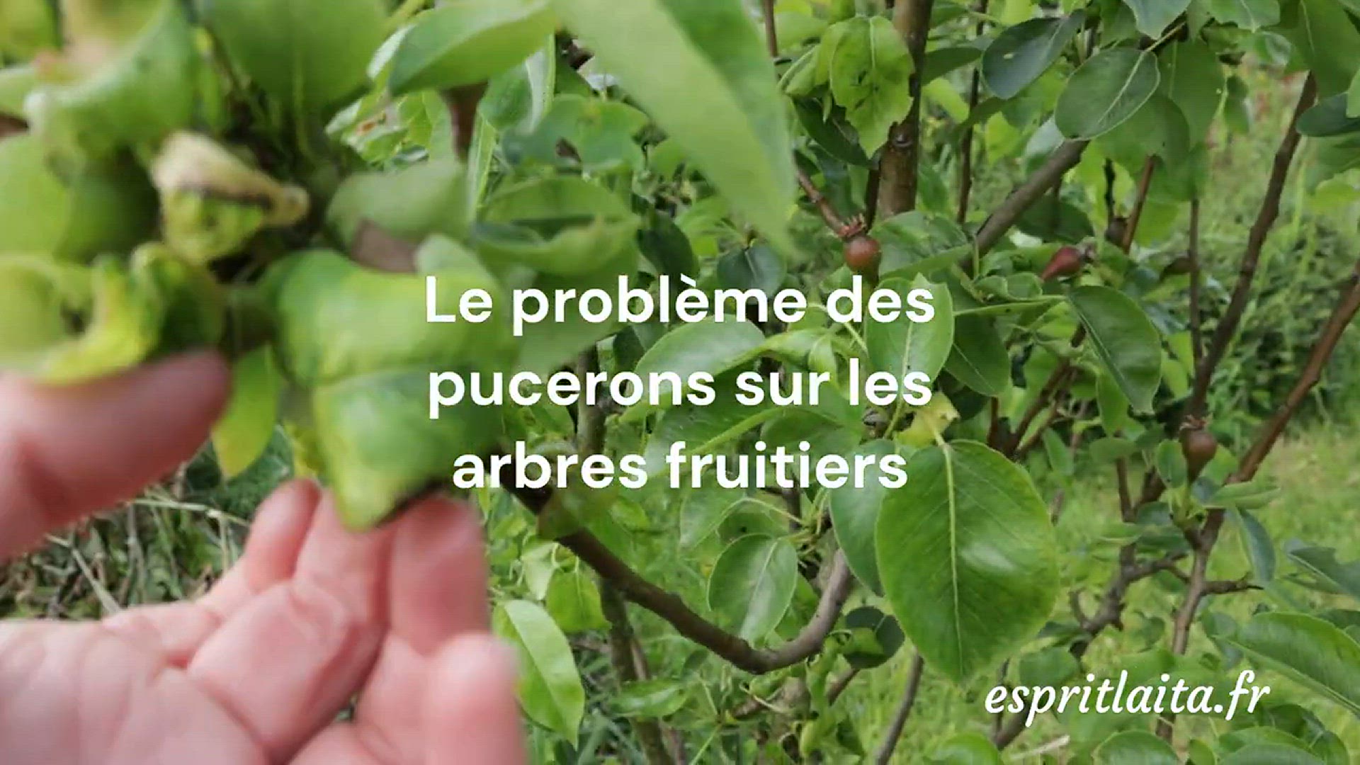 Video thumbnail for Le problème des pucerons sur les arbres fruitiers