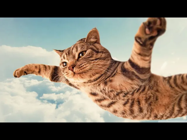 Video thumbnail for Funny Cat Fails Compilation 2024