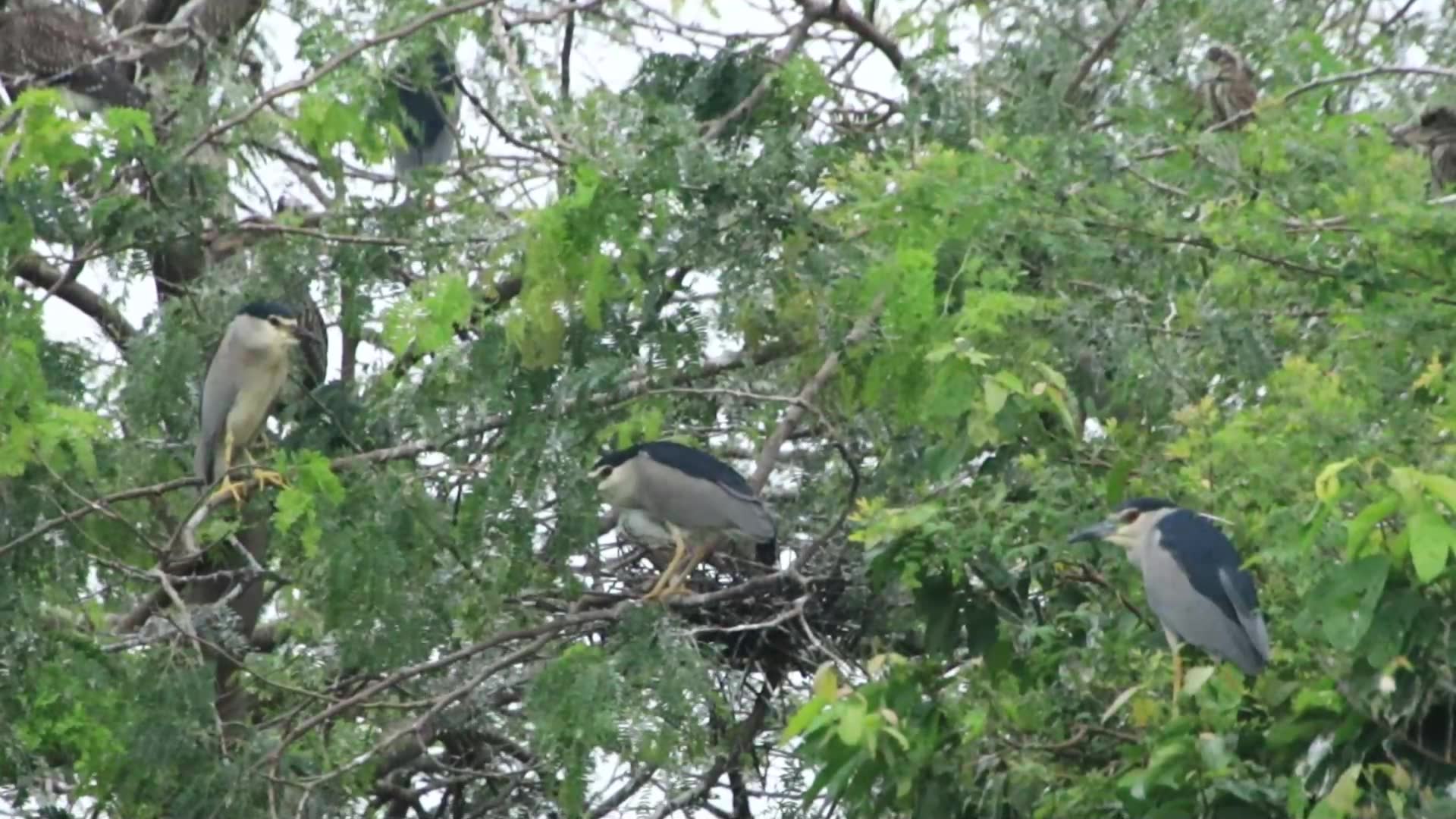 Video thumbnail for Area bird place for made nest