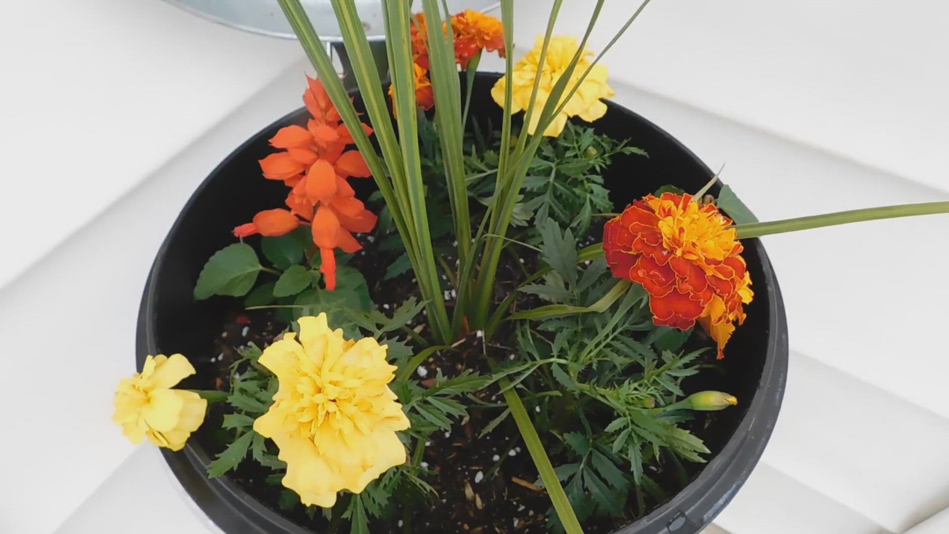 Video thumbnail for Container Gardening: How to Grow Marigolds in Pots