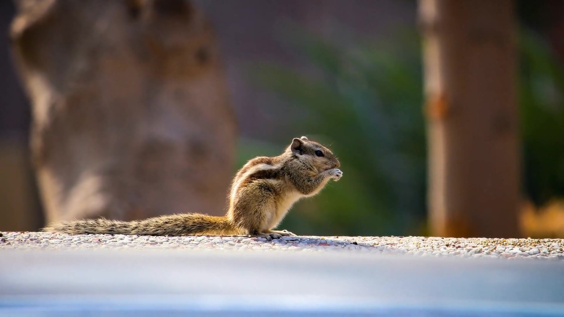 Video thumbnail for How to Get Rid of Chipmunks in Your Garden: Effective Methods