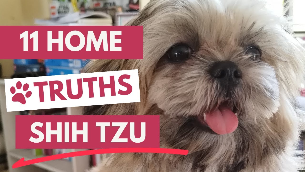 'Video thumbnail for 11 Home Truths about Shih Tzus: What to Know Before You Bring One Home'