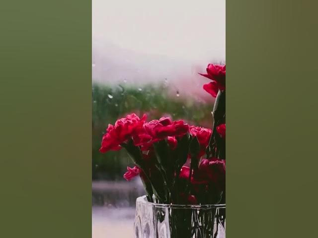 Video thumbnail for #rain #rainoundforsleep #relaxingsounds #relax