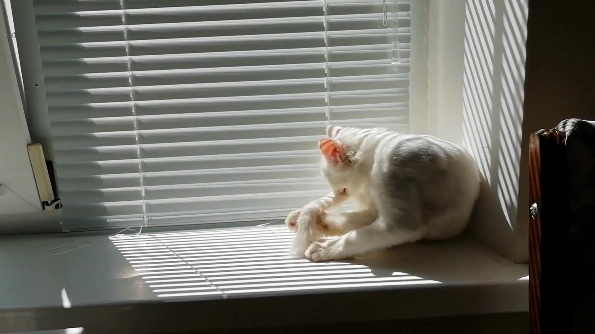 Video thumbnail for How_do_cats_clean_behind_their_own_ears