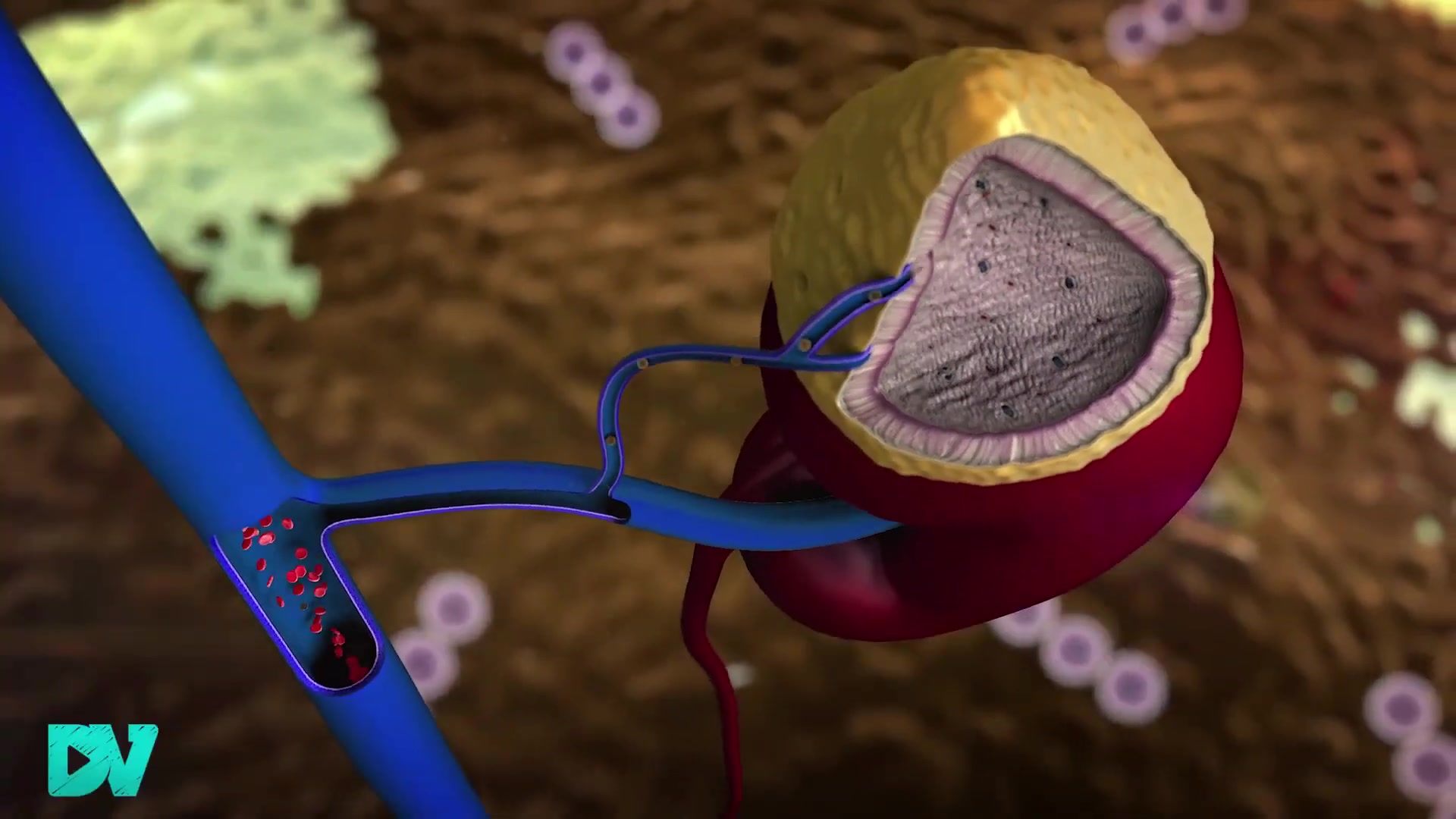'Video thumbnail for COME ESTOS ALIMENTOS y EVITA MORIR por INSUFICIENCIA RENAL   Dr Veller'