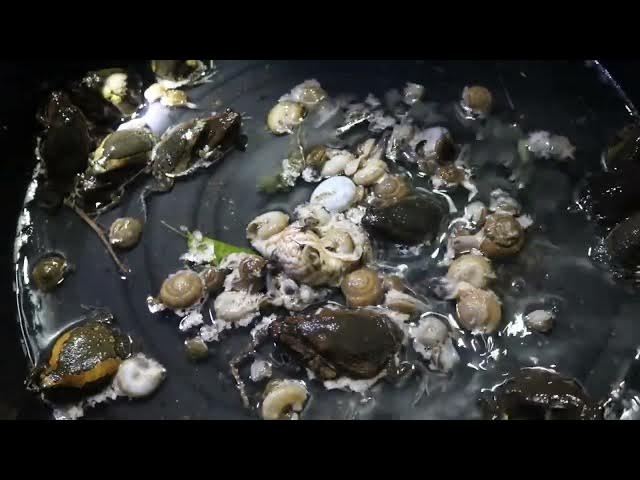 Video thumbnail for After raining Frog cry eat at night