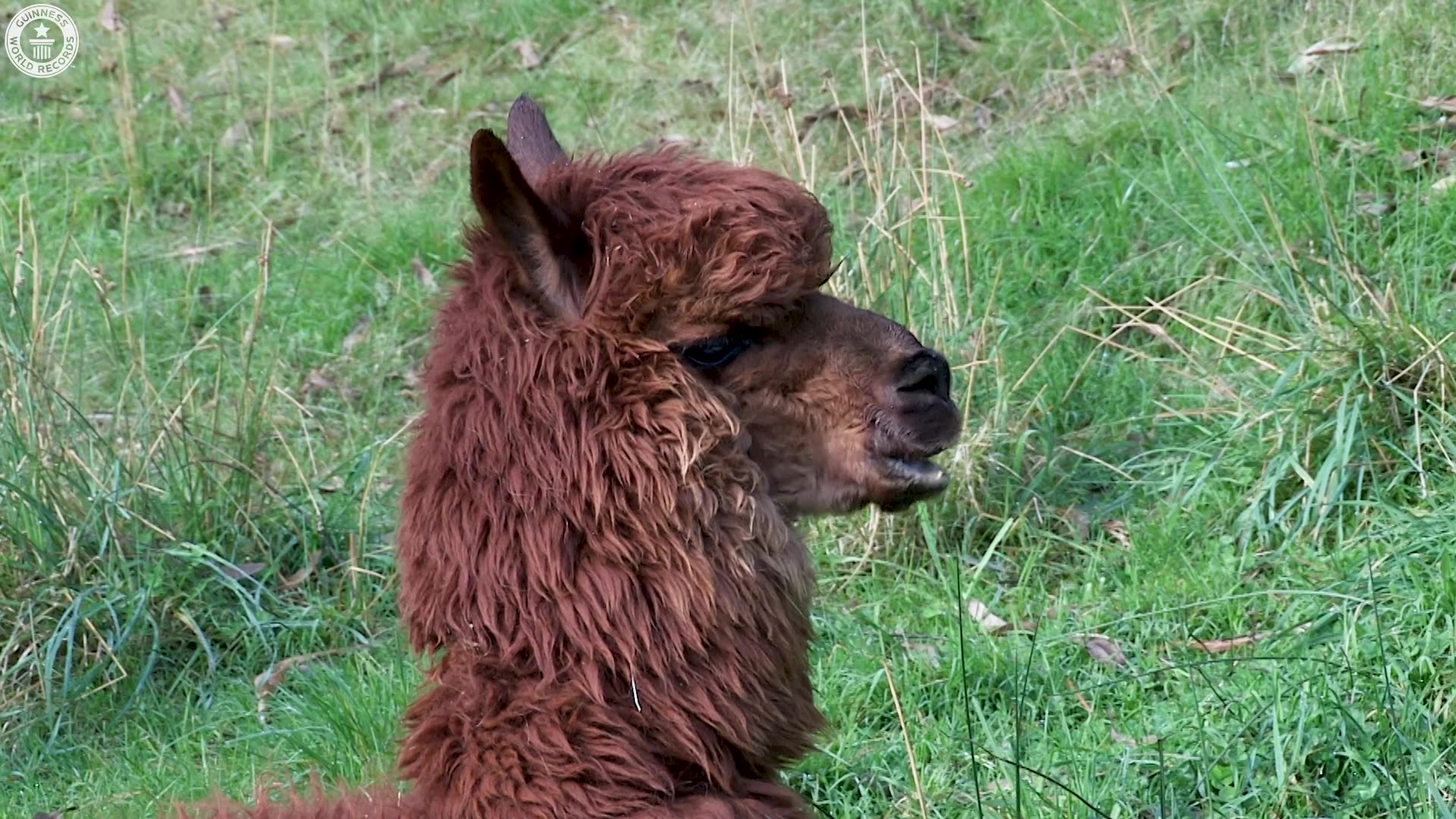 Video thumbnail for Oldest Alpaca Living
