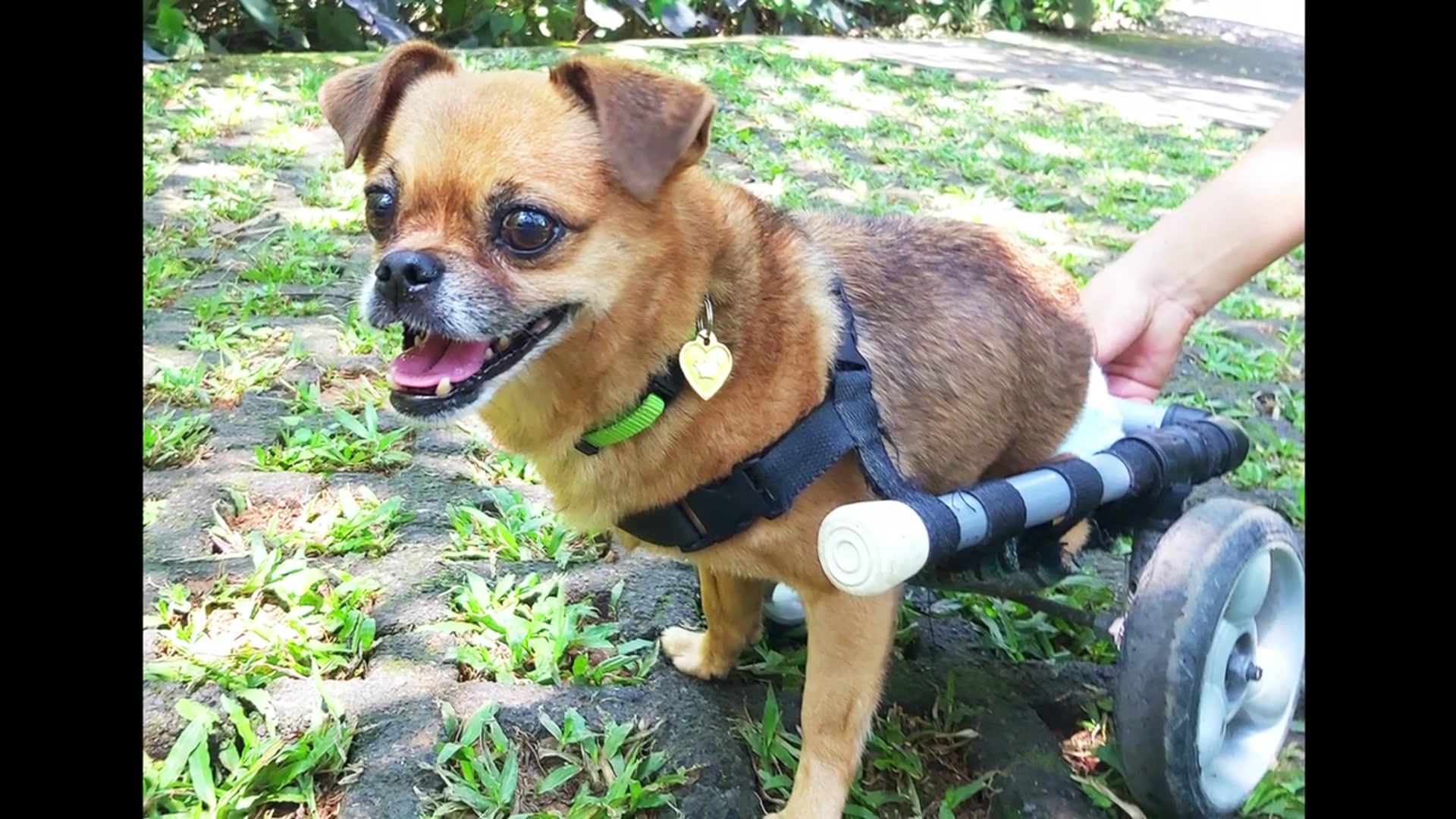 Video thumbnail for Tropical Leaf & Flower Nail Art (720p 30fps)