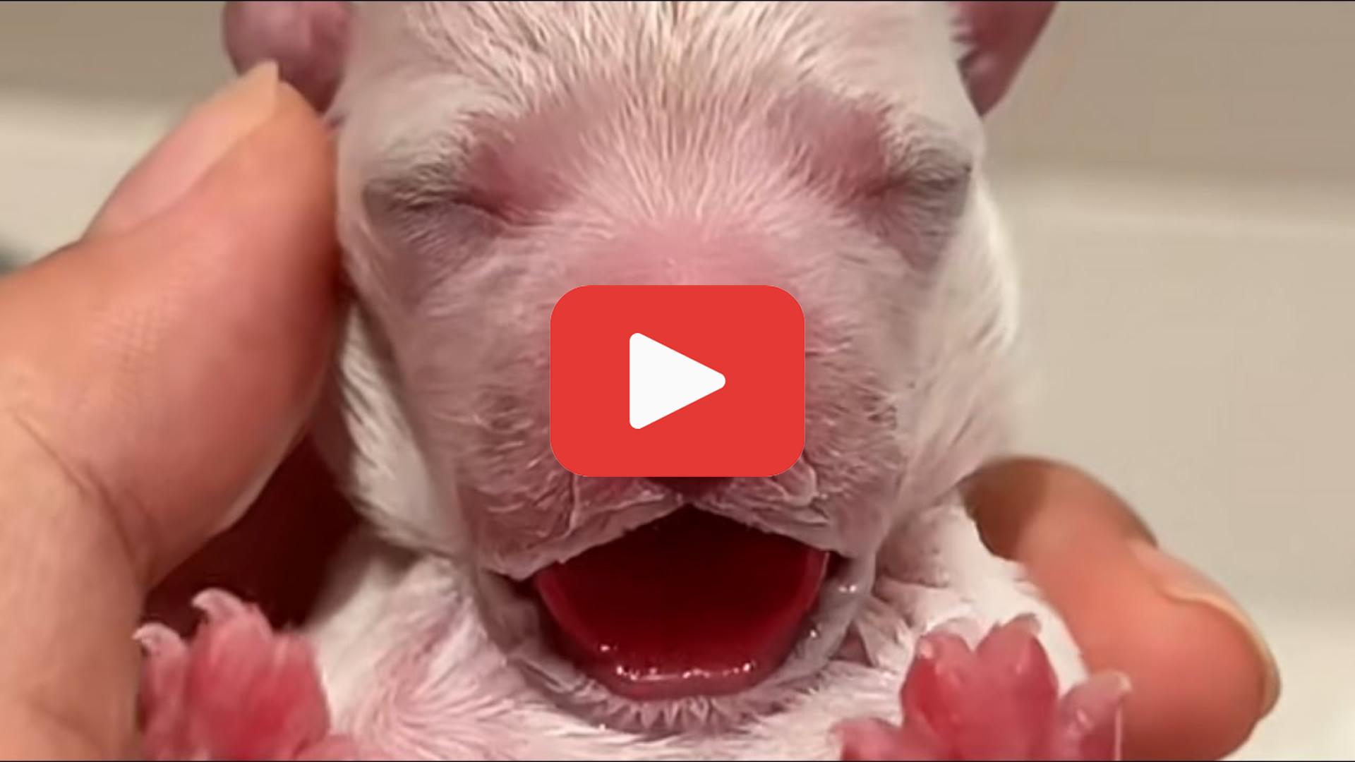 'Video thumbnail for A Trash Can Puppy Rescue Led to a Health Nightmare'