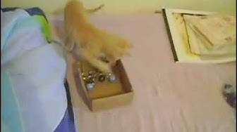 'Video thumbnail for Gatinho brincando'
