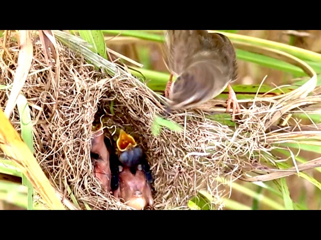 'Video thumbnail for baby birds on nest / Viral Bird Nest: Incredible Grown Babies Stay and Wait'