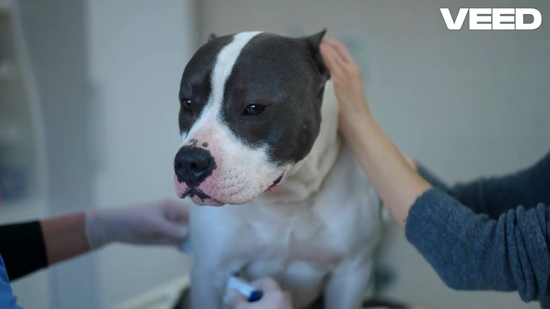 'Video thumbnail for How Pet Insurance Saved My Dog!'