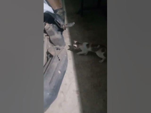 'Video thumbnail for EP-12 Cats Vs Venomous Centipede 4K #Insect #gaininsect'