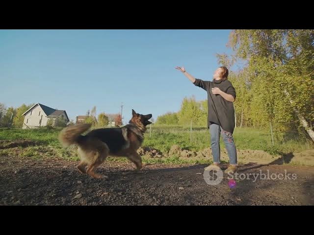 Video thumbnail for A Day in the Paws  German Shepherd