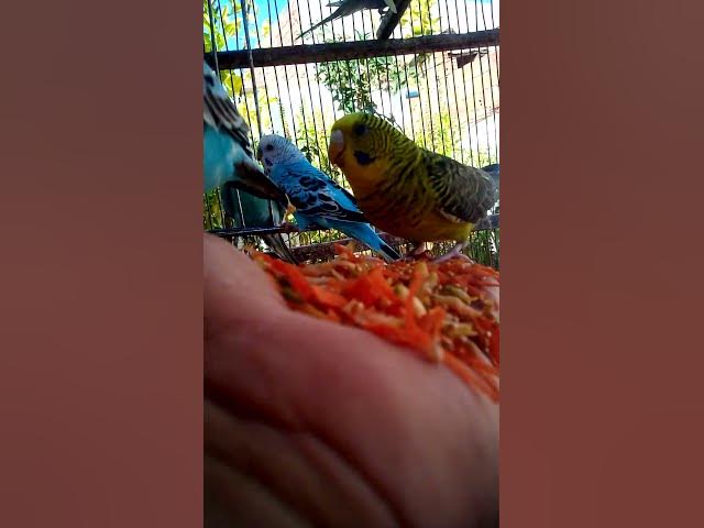 Video thumbnail for This Amazon bird toy is SO COOL#birds#parrot #birdslover #budgis #lovebirds #budgiegar #cute #health