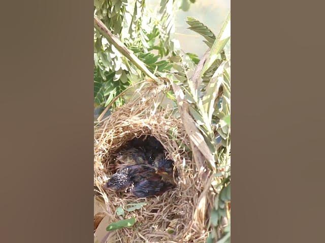 Video thumbnail for Babies Bird Cries Feed Eat (EP-100)  #birds #nature #birdfeeding #birdwatching